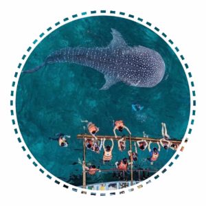 セブ 親子留学 子連れ ジンベイザメ 日帰り